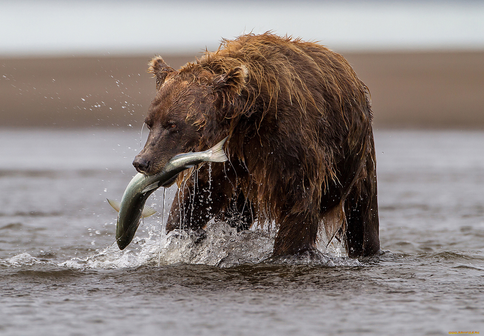 Лис ловит рыбу. Бурый медведь питается рыбой. Бурый медведь ест рыбу. Медведь Гризли.